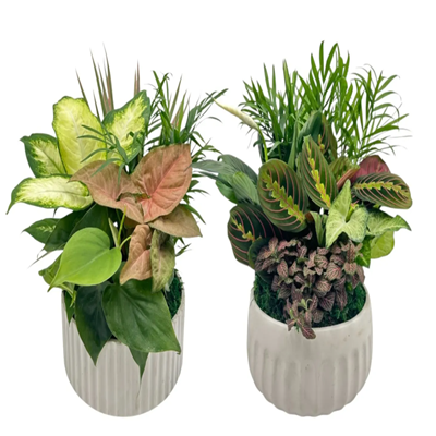 8" Euro White Ceramic Dish Garden (Box of 5)